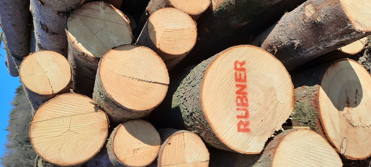 Gesundes Holz20230207_124847