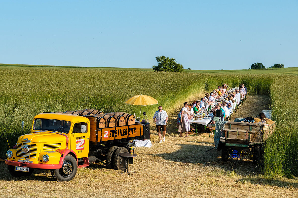 Brot im Kornfeld c Matthias Ledwinka-4